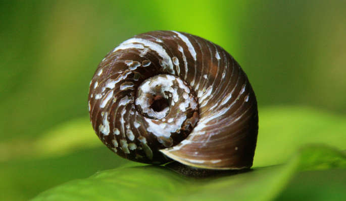 Schnecken